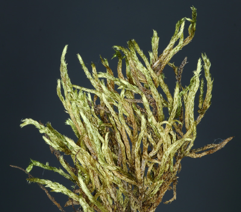 Brachythecium turgidum